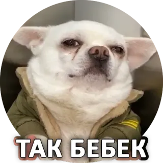 😕 a1fc5fdc ТАК БЕБЕК 犬, チワワ, ペット, 動物, かわいい, ミーム telegram sticker