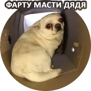 ❤️ b525a0ba ФАРТУ МАСТИ ДЯДЯ 犬, チワワ, 動物, 箱, 面白い, ミーム, ギャングスラング telegram sticker