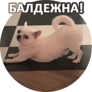 ☺️ b53c0d56 БАЛДЕЖНА! 犬, チワワ, 可愛い, 面白い, ペット, 動物 telegram sticker