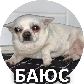 😧 ca7ddbdd БАЮСЬ 犬, チワワ, ミーム, 動物, 怖い, 面白い, 可愛い telegram sticker