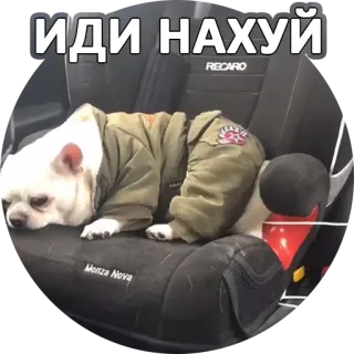 🖕 cb755abb ИДИ НАХУЙ 犬, ミーム, ロシア, 攻撃的 telegram sticker