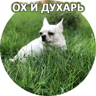 🤠 d5d5d6e4 ОХ И ДУХАРЬ 犬, チワワ, 草, ペット, 動物 telegram sticker