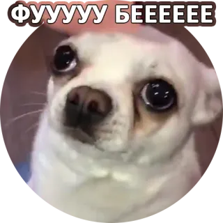 🤢 e66712f6 ФУУУУУ БЕЕЕЕЕЕ 犬, チワワ, ミーム, 面白い, ペット, 動物 telegram sticker