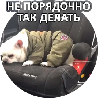 ☹️ e7ef4024 НЕ ПОРЯДОЧНО ТАК ДЕЛАТЬ 犬, ロシア語テキスト, ジャケット, ミーム, 面白い telegram sticker