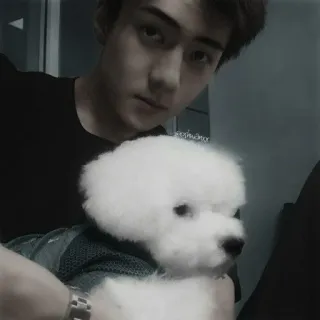 🕸️ 69853c1a 狗, 肖像, 动物, 宠物, 男人, 人 telegram sticker