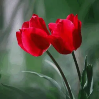 🌟 1fa4cc03 Blumen, Tulpen, Rot, Natur, Pflanzen, Garten telegram sticker