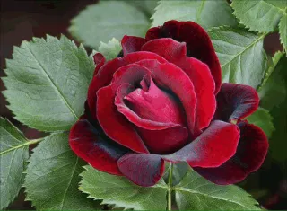 🌟 240bdb98 Blume, Rose, Rot, Natur, Pflanze, Blumenmuster, Blüte, Garten telegram sticker