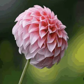 🌟 33abd345 Blume, rosa, Natur, Dahlie, Blumen, Blüte telegram sticker