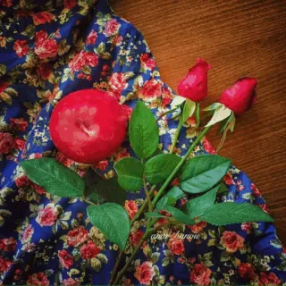 🌟 38768a13 Rosen, Apfel, Blumenmuster, Stillleben, Blumen, Obst telegram sticker