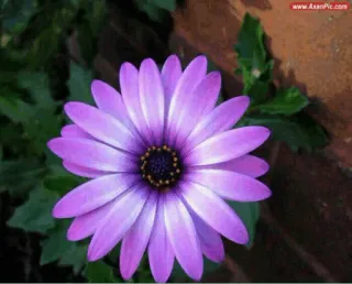 🌟 555f73e6 Blume, lila, Gänseblümchen, Natur, Blumenmuster telegram sticker