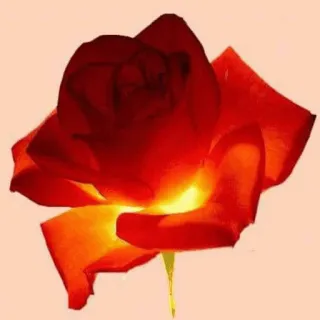 🌟 6955288c Rose, Blume, Rot, Pflanze, Blumenmuster telegram sticker