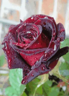 🌟 7bd19637 Blume, Rose, rot, Natur, Pflanze, Blüte telegram sticker