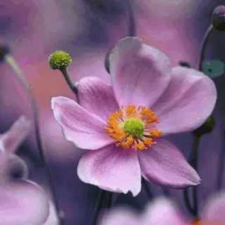 🌟 88aac12e Blume, Blumenmuster, Natur, Rosa, Blüte telegram sticker