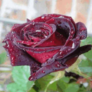 🌟 89babb70 Rose, Blume, Rot, Schwarz, Wassertropfen, Natur, Pflanze telegram sticker