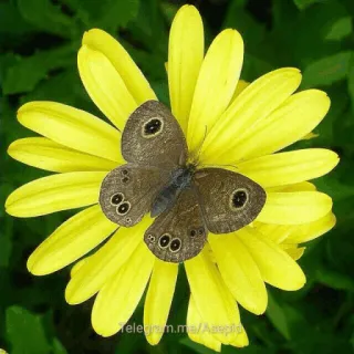 🌟 8d72250e Telegram.me/Asspio Schmetterling, Blume, Gelb, Natur, Insekt telegram sticker