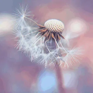 🌟 9618904a Löwenzahn, Blume, Natur, Samen, Pflanze telegram sticker