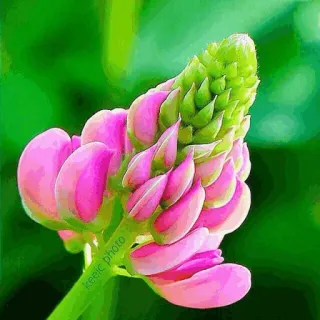 🌟 9a7c12ff keecic photo Blume, rosa, Lupine, Natur, Pflanze, Blumenmuster telegram sticker