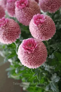 🌟 9df4065e Telegram.me/Asepid Blumen, Rosa, Natur, Pflanzen, Frühling, Blühend telegram sticker