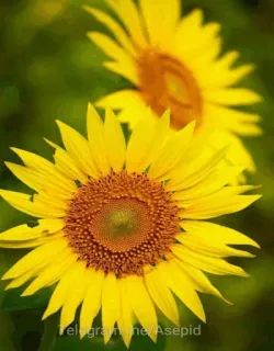 🌟 a1e0ec00 telegram.me/Asepid Sonnenblume, Blumen, Natur, Gelb, Flora telegram sticker