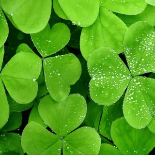 selseleyemoyedos11 telegram stickers