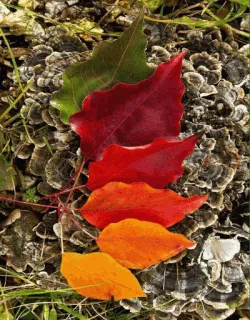 🌟 bc7dc228 blätter, herbst, herbst, natur, farbverlauf telegram sticker