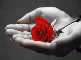 🌟 c838c8c4 Rose, Blume, Hand, Liebe, Rot, Romantik telegram sticker