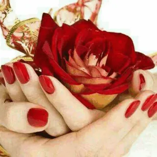 🌟 c9a21cae Rose, Blume, Hände, rote Nägel, Maniküre, Schönheit telegram sticker