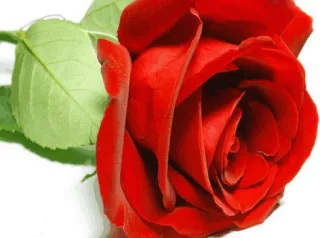 🌟 cc1fff72 Rose, Rot, Blume, Pflanze, Natur, Liebe, Romantik telegram sticker