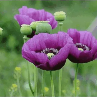 🌟 d82186ed Blumen, Mohnblumen, Lila, Natur, Pflanzen telegram sticker