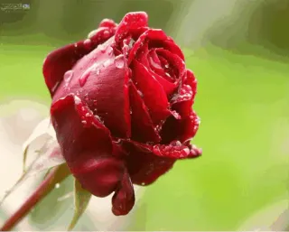 🌟 e19338b7 Blume, Rose, rot, Natur, Pflanze, Blüte telegram sticker