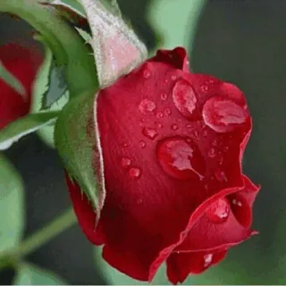 🌟 ee331061 Rose, Blume, Rot, Natur, Pflanze, Tautropfen telegram sticker