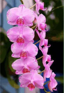 🌟 ef7eefc2 orchidee, blume, rosa, blüte, pflanze, floral telegram sticker