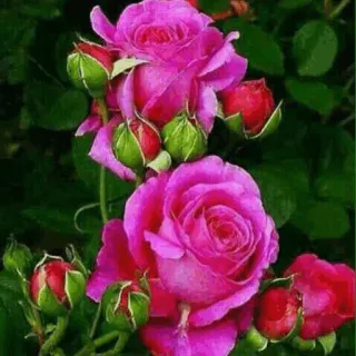 🌟 f21e68ab Blumen, Rosen, Rosa, Natur, Blumenmuster telegram sticker