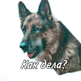 Сериал "Пёс" telegram stickers