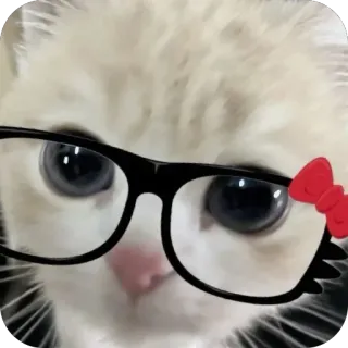 🫥 122d7d1f 고양이, 안경, 동물, 귀여운, 애완동물, 고양이과 telegram sticker