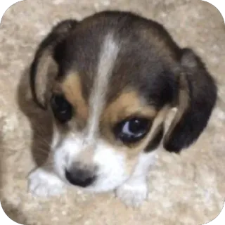 Больше стиков тут: @stikery4 telegram stickers