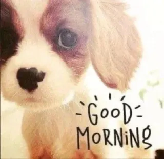 ❤️ 72519396 GOOD MORNING 강아지, 개, 좋은 아침, 인사, 동물, 귀여운, 애완 동물 telegram sticker