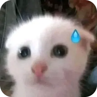 🫥 e50c2a4b 고양이, 새끼 고양이, 땀방울, 밈, 귀여운, 동물 telegram sticker