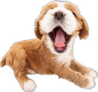 🥱 1a8ad398 chien, chiot, animal, animal de compagnie, mignon, bâillement, joyeux telegram sticker