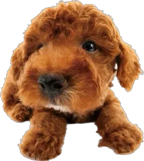 🤭 203ee50e chiot, chien, animal, animal de compagnie, mignon, marron, caniche telegram sticker