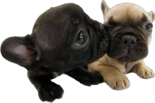 😚 50b181c6 chiot, chien, bouledogue français, animal, mignon telegram sticker