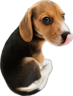 😛 51eca815 chien, animal, chiot, beagle, mignon, animal domestique, animal de compagnie, lécher telegram sticker