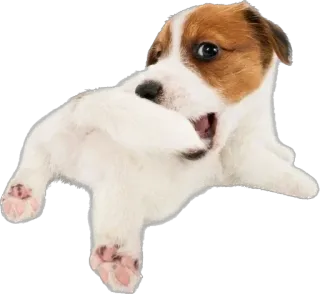 😆 5933d864 chien, chiot, animal, mignon, animal de compagnie, domestique, joueur telegram sticker