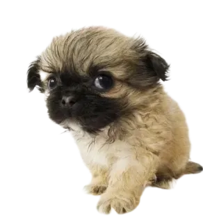 😔 5ecab686 chiot, chien, mignon, animal de compagnie, animal telegram sticker