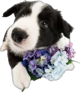 🤗 89a66829 chien, chiot, border collie, fleurs, mignon, animal telegram sticker