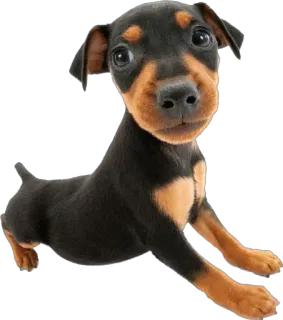 🤨 a83fc524 chien, chiot, mignon, animal, animal de compagnie, dobermann, portrait telegram sticker
