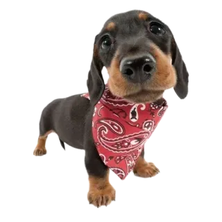 ☺️ ba79692e chien, chiot, teckel, animal, mignon, animal de compagnie, bandana telegram sticker