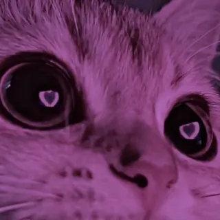 ❤️ 0252aa3e kat, dier, huisdier, ogen, gezicht, close-up telegram sticker