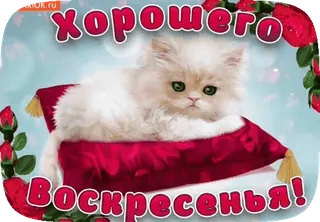 😽 027a24bb Хорошего Воскресенья! 고양이, 새끼 고양이, 베개, 꽃, 인사, 일요일 telegram sticker