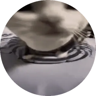 🌟 0a0c3193 gato, animal, animal de estimação, animal doméstico, felino telegram sticker